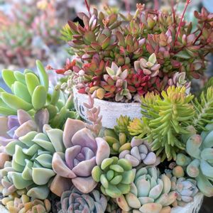 桜吹雪,紅稚児,寄せ植え,多肉植物,多肉植物の花の画像