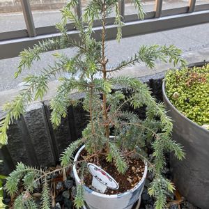 玄関アプローチの画像