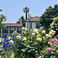 バラ,季節の花,港の見える丘公園,お花は癒し,被災地にエールを…。の画像