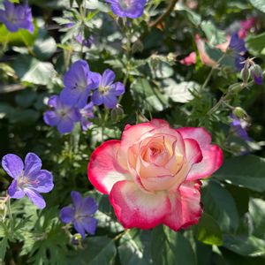 ジュビレ・デュ・プリンス・ドゥ・モナコ,ゲラニウム ジョンソンズブルー,植物のある暮らし,春のお花,春の庭の画像