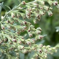 ヨモギ,野草,多年草,キク科,お散歩中の画像