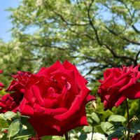 バラ,季節の花,港の見える丘公園,お花は癒し,被災地にエールを…。の画像