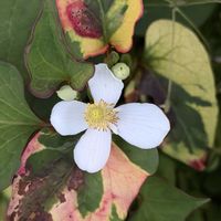 ドクダミ,ゴシキドクダミ,野草,多年草,薬草の画像