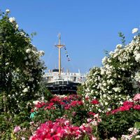 バラ,季節の花,山下公園,お花は癒し,被災地にエールを…。の画像