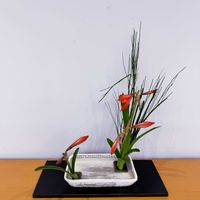 アマリリス,トクサ,和風,いけばな,生花の画像