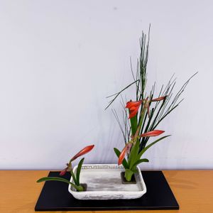 アマリリス,トクサ,和風,いけばな,生花の画像