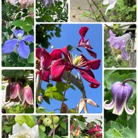 ナチュラルガーデン,花のある暮らし,自然が好き,GS映え,GS日和の画像