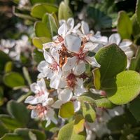 シャリンバイ,野蒜,ノビル(野蒜),なわしろいちご,カラスノエンドウ（ヤハズエンドウ）の画像