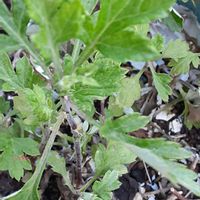 ニゲラ,マツバギク,ヨモギ,今日のお花,ハジープランター植えの画像