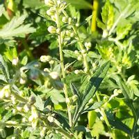 マルバルコウソウ,ヨモギ,蓬(ヨモギ),ヨモギの蕾,マルバルコウソウ(丸葉縷紅)の画像