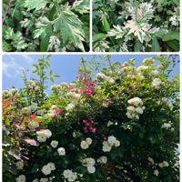 ナチュラルガーデン,花のある暮らし,自然が好き,GS映え,GS日和の画像