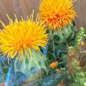 ベニバナ,ベニバナ,紅花,紅花(べにばな),サフラワー（ベニバナ／紅花）の画像