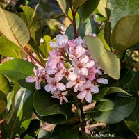 シャリンバイ,可愛い,実家の庭,ピンクの花,GSのみなさんに感謝♡の画像