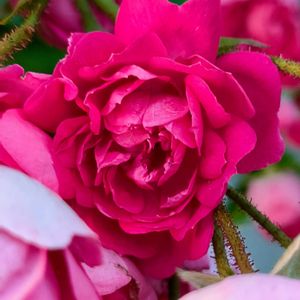 ミニバラ,ミニバラ,マンションの花壇の画像