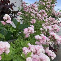 ナチュラルガーデン,花のある暮らし,自然が好き,GS映え,GS日和の画像