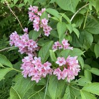 アジサイ,タニウツギ,タニウツギ,スイカズラ科,お出掛け先の画像