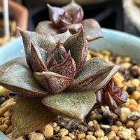 エケベリア,パーパソルム,多肉植物,ベランダの画像
