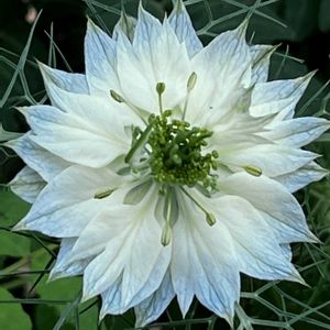 ニゲラ,ニゲラ,花壇,我が家の庭,花のある暮らしの画像
