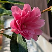 ツバキ,椿 ピンクダリア,鉢植,ともくんちの椿・山茶花の画像