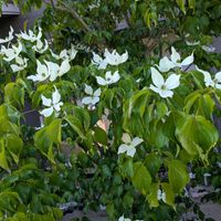 三時草,ヤマボウシの花,多肉植物,葉挿し,多肉寄せ植えの画像