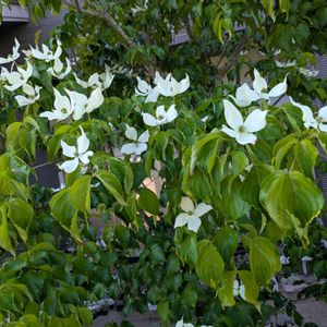 三時草,ヤマボウシの花,多肉植物,葉挿し,多肉寄せ植えの画像