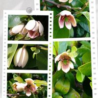 ウツギ,オオデマリ,カラタネオガタマ,シャリンバイ,ハクチョウゲの画像