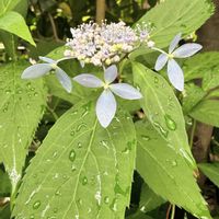 アジサイ,紫陽花,山紫陽花,ヤマアジサイ✴︎,ヤマアジサイ✴︎の画像