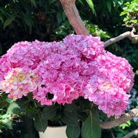 アジサイ,アジサイ,紫陽花,あじさい,紫陽花　あじさい　アジサイの画像