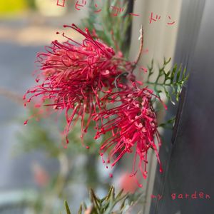グレビレア ロビンゴードン,鉢植え,ガーデニングの画像