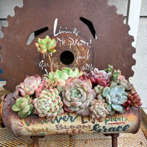多肉植物寄せ植え,多肉のある暮らしの画像