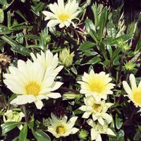 ガザニア,ガザニア,花散歩,良い週末を♪,マイペースにの画像