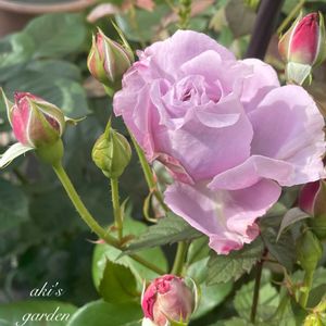 バラ,バラ,ノヴァーリス,花のある暮らし,植中毒の画像