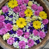カーネーション,ガーベラ,ヒマワリ,紫陽花 アジサイ あじさい,東山植物園の画像