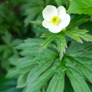 アネモネカナデンシス,ガーデニング,ボタニカルライフ,山野草,お庭の植物の画像