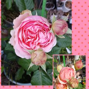 鉢植え,紫陽花 アジサイ あじさい,花のある暮らし,緑のある暮らし,可愛いお花の画像