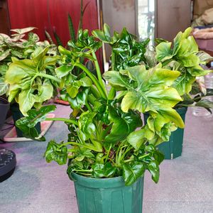 フィロデンドロン,フィロデンドロン,観葉植物,ガーデニング,ボタニカルライフの画像