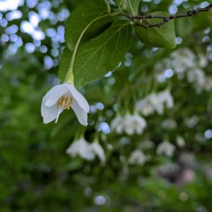 エゴノキ,花言葉,山野草,白い花,清楚の画像