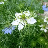 ニゲラ,かわいい,可愛い,白い花,癒しの画像