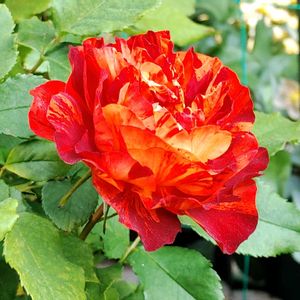 バタデコーラ,アジサイ　ブラックダイヤモンド　ライトマイファイヤ,鉢植え,デルバール,紫陽花 アジサイ あじさいの画像