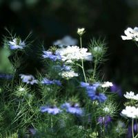 コンボルブルス・サバティウス,ニゲラ,ニゲラ,オルレア,オルレアの画像