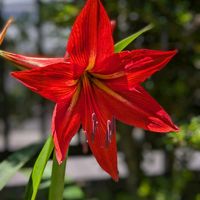 アマリリス,庭の画像