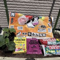 メロン,ベランダ菜園,アヅミン,家庭菜園,ベランダの画像