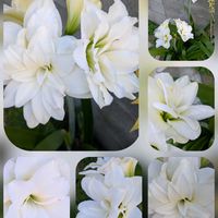 アマリリス,アリッサム,ガウラ,ガザニア,ランタナの画像