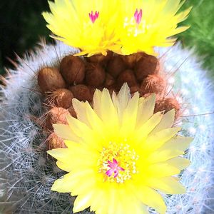 サボテン,紅小町,ダイソー,植物男子ベランダー,ノトカクタス属の画像