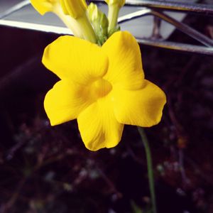 塊根植物,パキポディウム属の画像