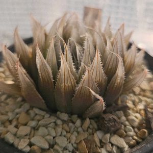 ハオルチア,ダビディ　ペーニーズロン,多肉植物,スパルタ多肉,放置多肉の画像