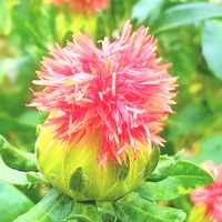 クワ,アマ,ベニバナ,亜麻,桑の実の画像