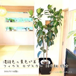 フィカス,インドゴムの木,インドゴムの木,フィカス・ロブスター,フィカス・ロブスターの画像