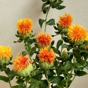 ベニバナ,紅花,癒し,今日のお花,いつも心に太陽をの画像