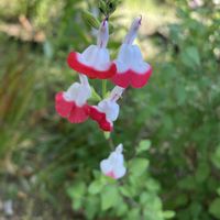 チェリーセージ ホットリップス,ガーデニング,花のある暮らし,小さな庭の画像